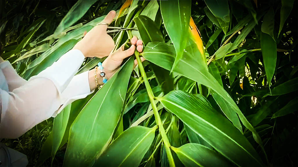 Master bánh ít lá tre in a hands-on cooking class